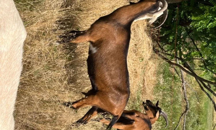 Продаются козочки Альпийской породы - фото № 5