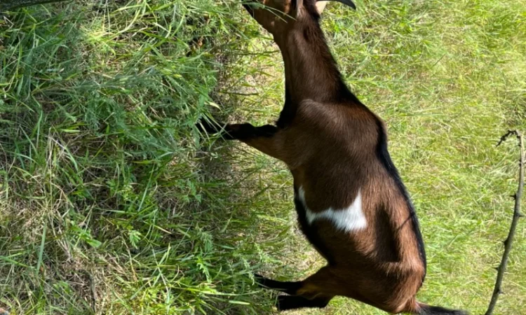 Продаются козочки Альпийской породы - фото № 6