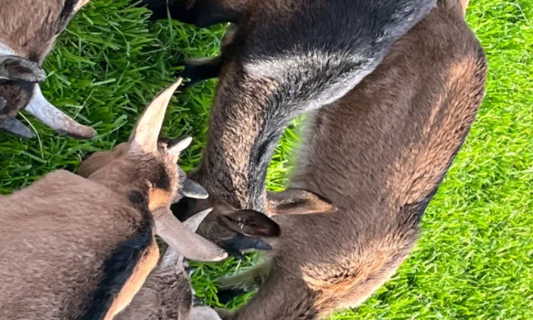 Продаются козочки Альпийской породы - фото № 1