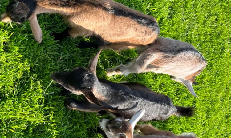 Продаются козочки Альпийской породы - фото № 2