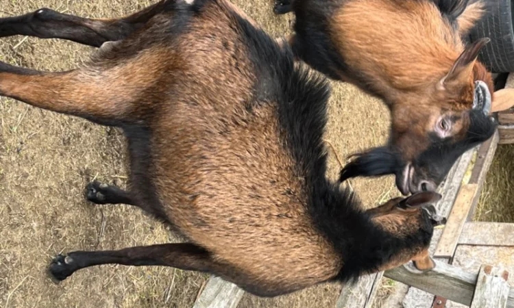 Продаются козлики Альпийской породы - фото № 1