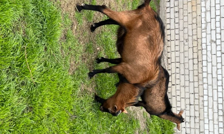 Продаются козлики Альпийской породы - фото № 3