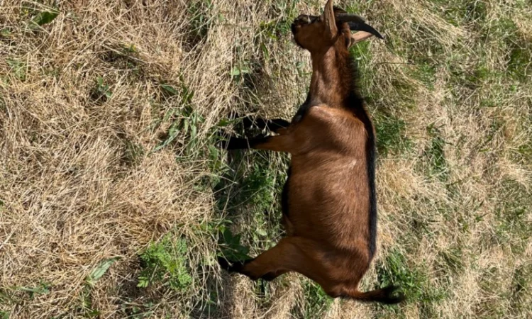 Продаются козлики Альпийской породы - фото № 6