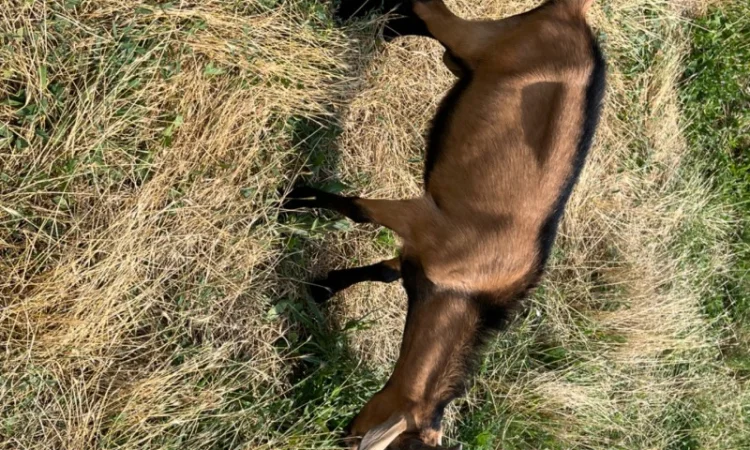 Продаются козлики Альпийской породы - фото № 7