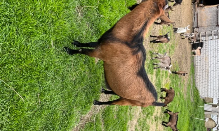 Продам на племя козла от 7-ми литровой козы Альпийской породы - фото № 1