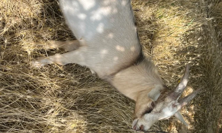 Продам на племя козла от 7-ми литровой козы Альпийской породы - фото № 2