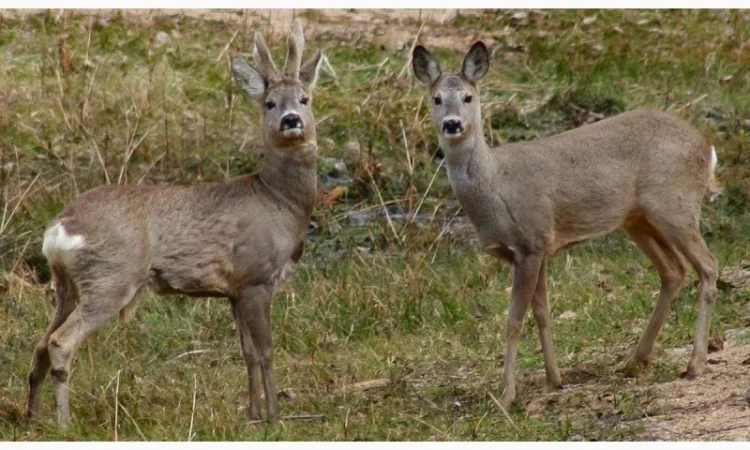 Куплю лосі косулі - фото № 1