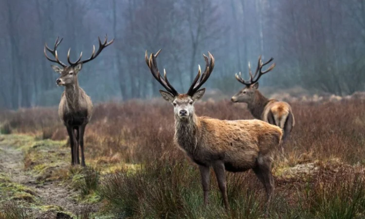 Куплю лосі косулі - фото № 2