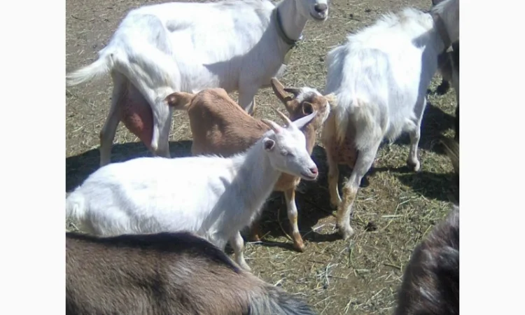 Продам коз и козлят - фото № 1
