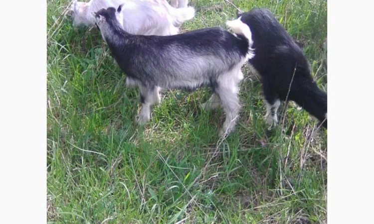Продам коз и козлят - фото № 2