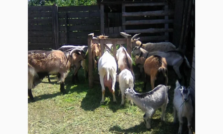 Продам коз и козлят - фото № 3
