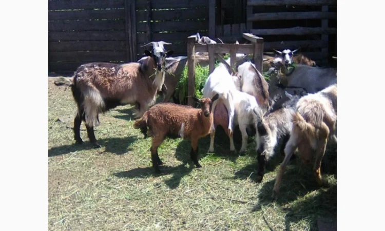 Розпродаж дійних кіз та козенят - фото № 1