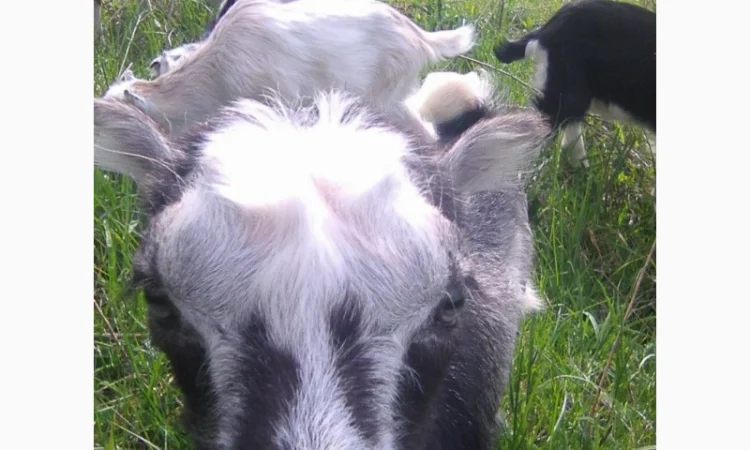 Розпродаж дійних кіз та козенят - фото № 2