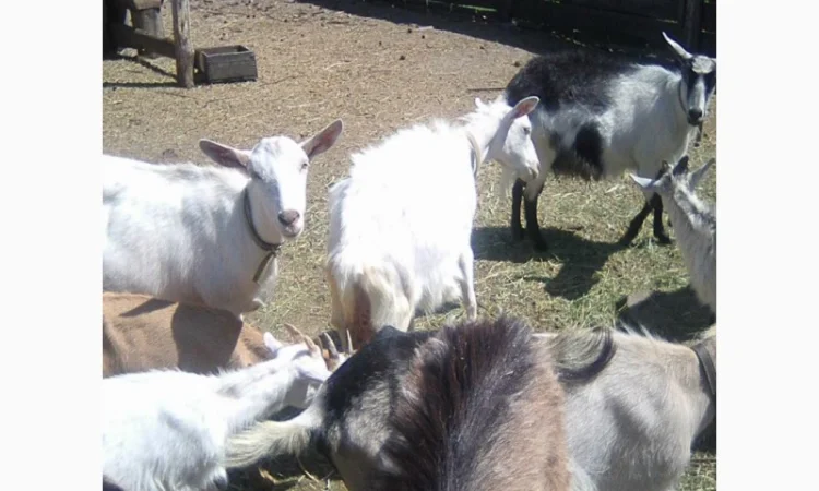 Розпродаж дійних кіз та козенят - фото № 4