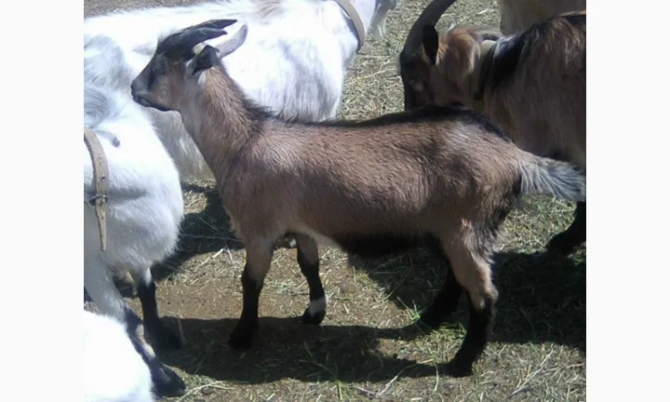 Розпродаж дійних кіз та козенят - фото № 5