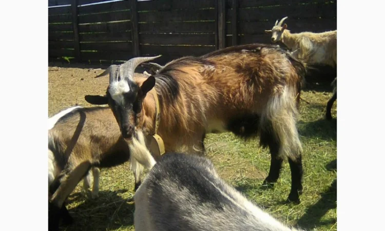 Розпродаж дійних кіз та козенят - фото № 6