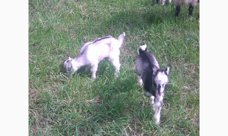 Розпродаж дійних кіз та козенят - фото № 7