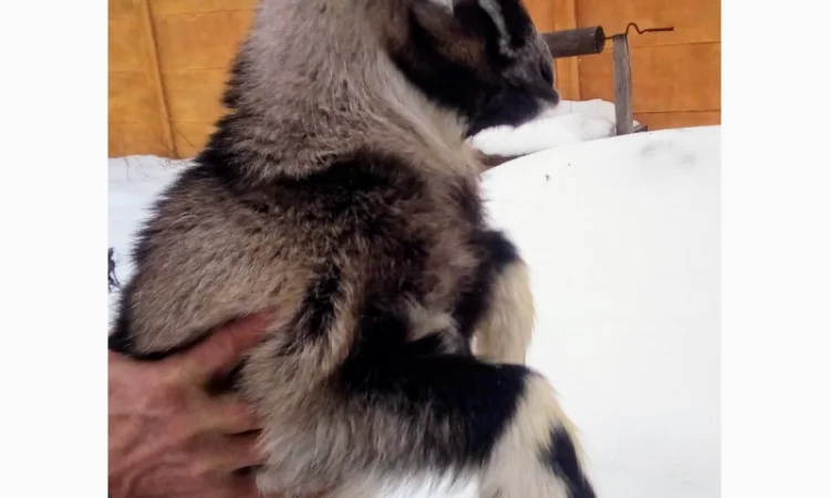 Продам процентного козлика англонубийской ломанчи - фото № 1