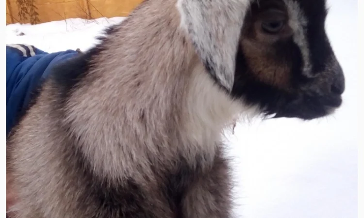 Продам процентного козлика англонубийской ломанчи - фото № 2