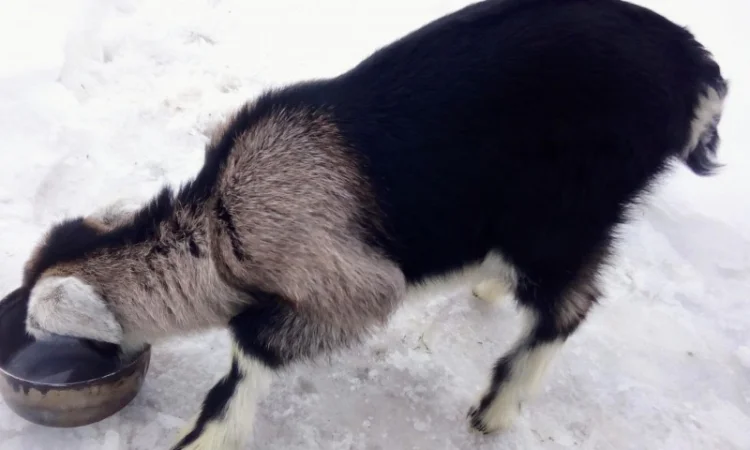 Продам процентного козлика англонубийской ломанчи - фото № 3