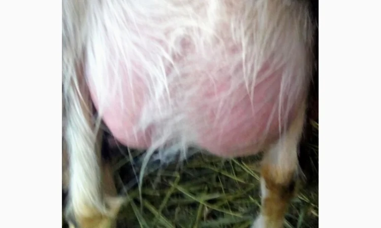 Продам процентного козлика англонубийской ломанчи - фото № 5