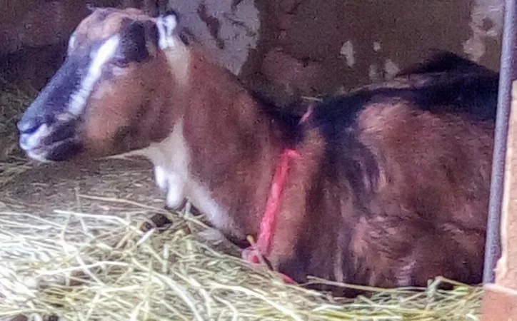 Продам козочку англонубийской ломанчи - фото № 4