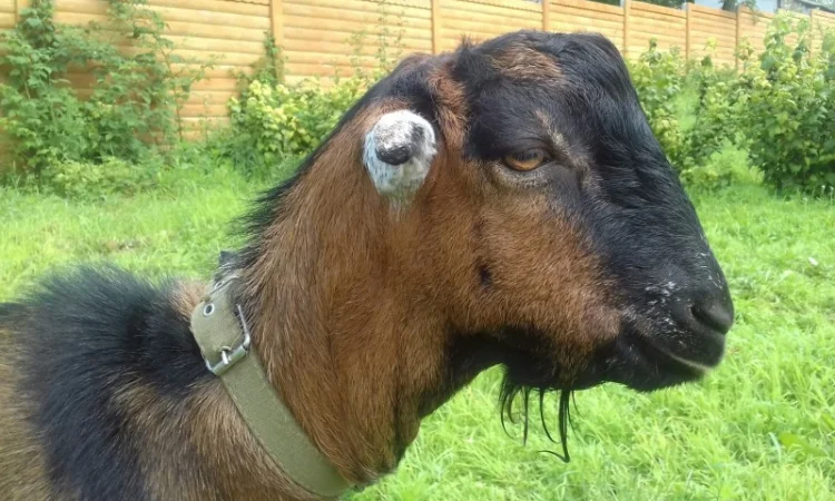 Продам козочку англонубийской ломанчи - фото № 6