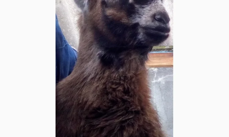 Продам козочку англонубийской ломанчи - фото № 1