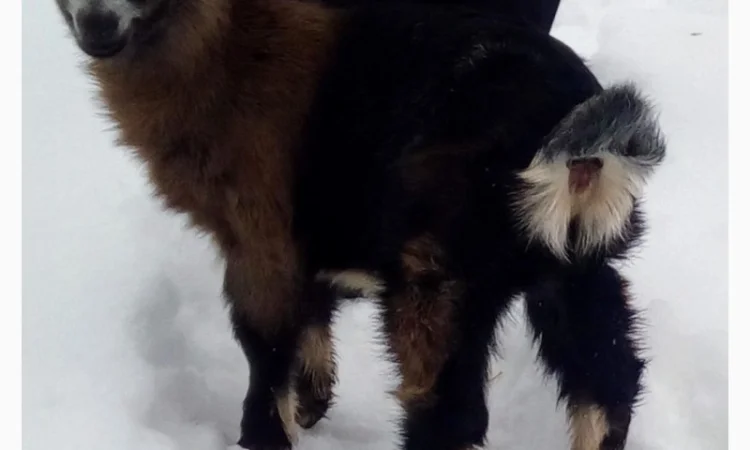 Продам козочку англонубийской ломанчи - фото № 2