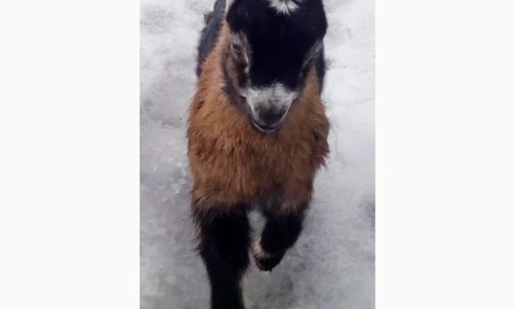 Продам козочку англонубийской ломанчи - фото № 3