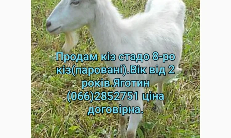 Продам стадо кіз - фото № 1