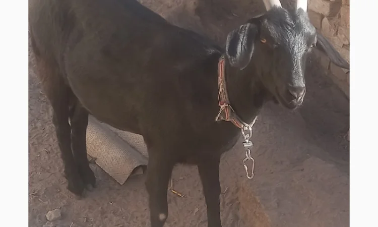 Продам козоньку 75% АН, 25% альпийка - фото № 1