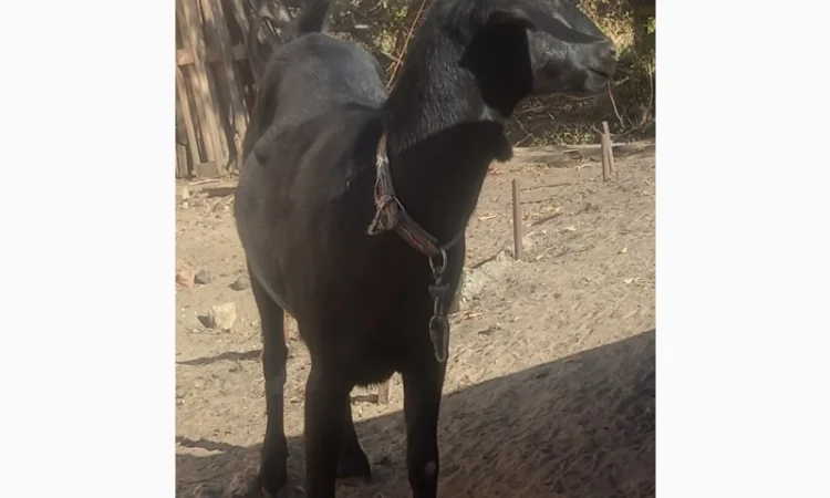 Продам козоньку 75% АН, 25% альпийка - фото № 2