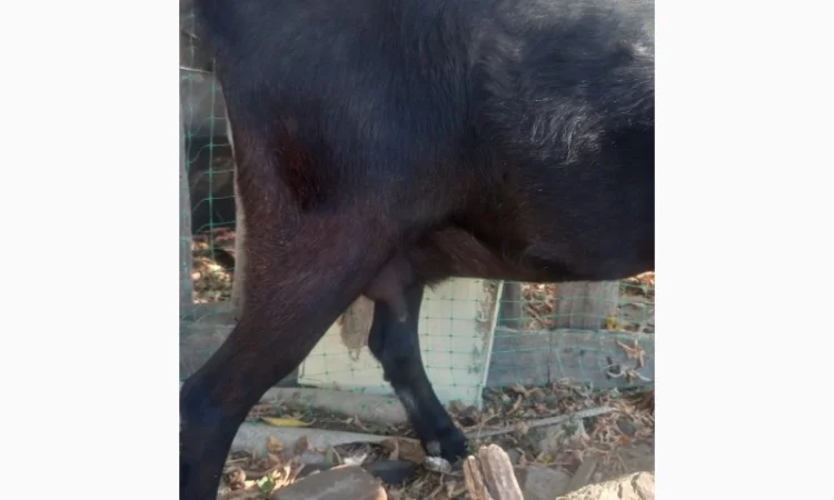 Продам козоньку 75% АН, 25% альпийка - фото № 3