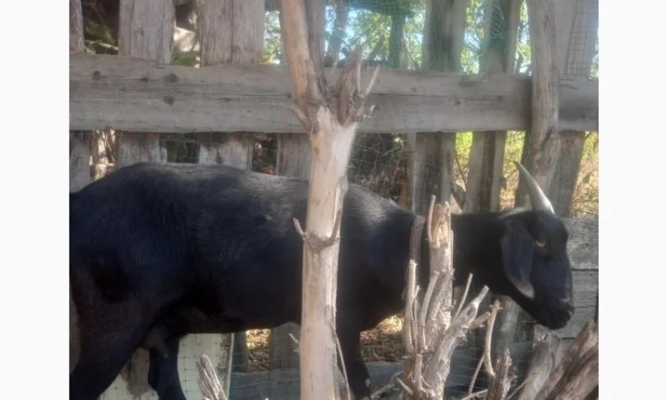 Продам козоньку 75% АН, 25% альпийка - фото № 4