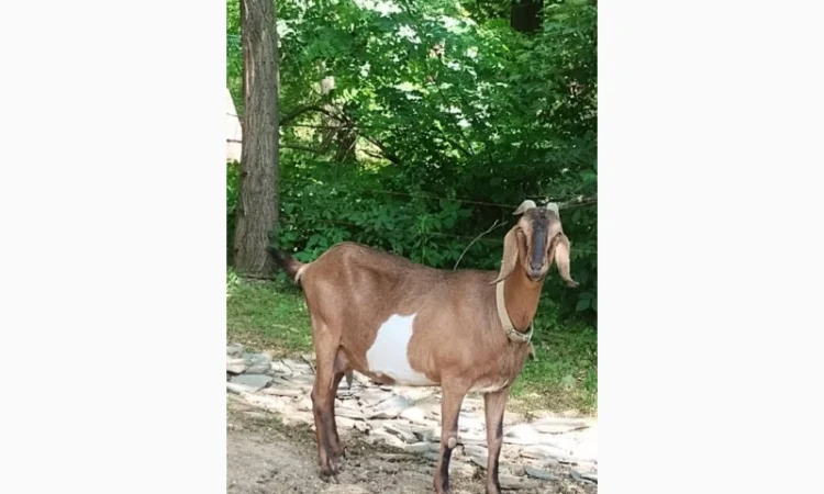 Продам дійних кіз Англо-нубійської породи - фото № 1