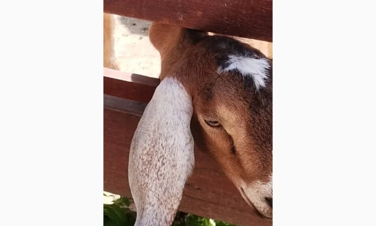 Продам дійних кіз Англо-нубійської породи - фото № 3