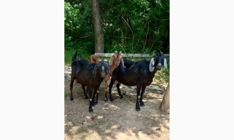 Продам дійних кіз Англо-нубійської породи - фото № 4