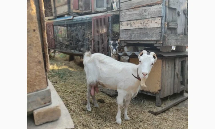 Продам ламанче та зааненську козу - фото № 2