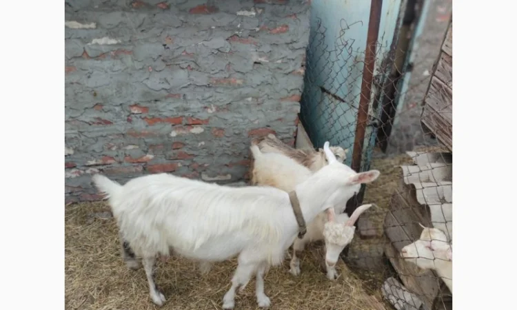 Продам ламанче та зааненську козу - фото № 3