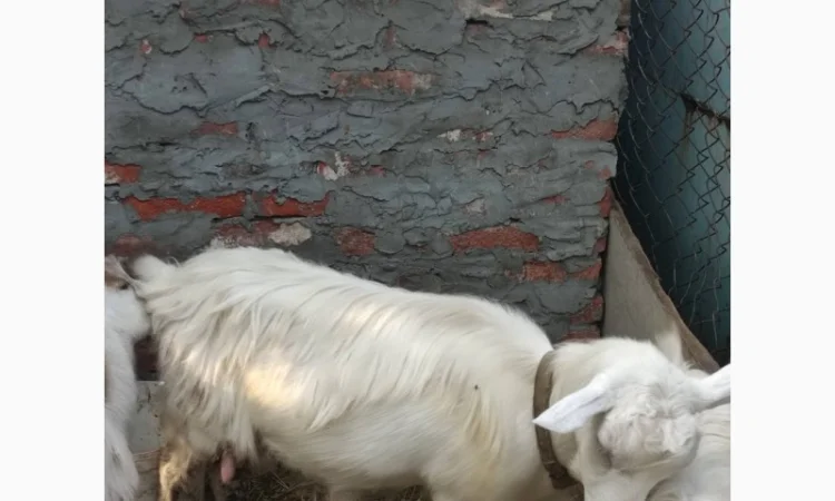 Продам ламанче та зааненську козу - фото № 4