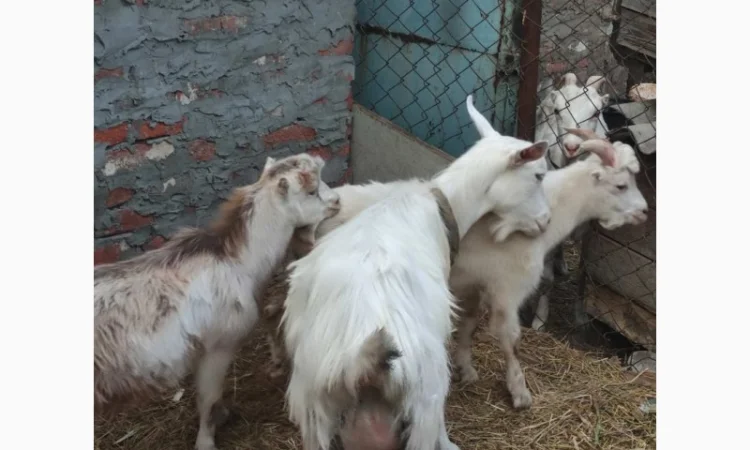 Продам ламанче та зааненську козу - фото № 6