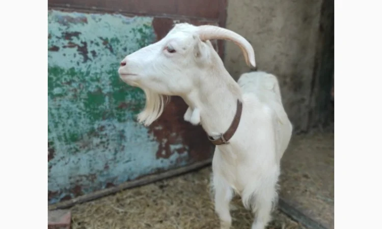 Продам ламанче та зааненську козу - фото № 1