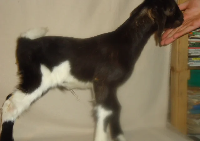 Продам процентный нубийских козликов от высокоудойных коз - фото № 1