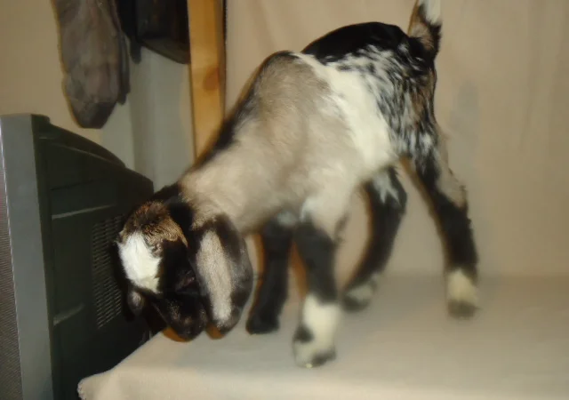 Продам процентный нубийских козликов от высокоудойных коз - фото № 2