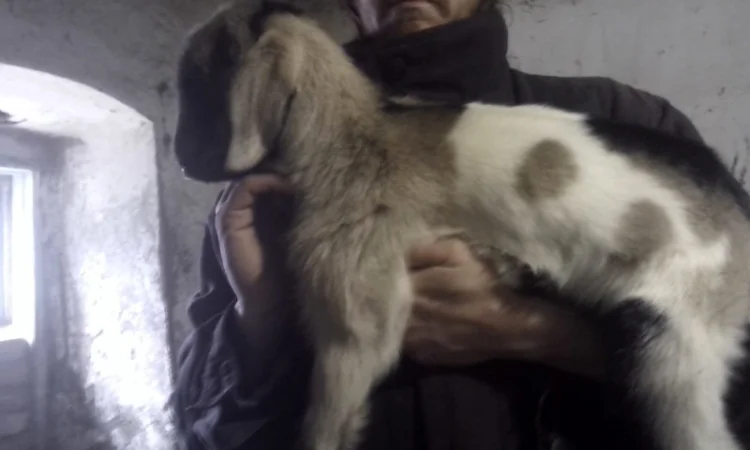 Продам процентный нубийских козликов от высокоудойных коз - фото № 3