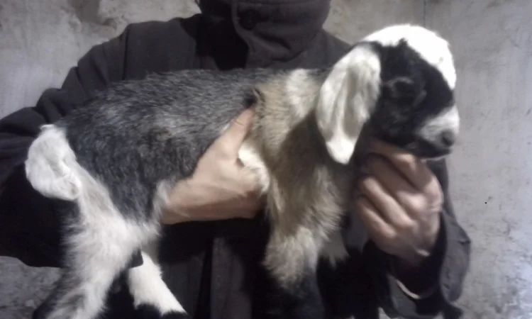 Продам процентный нубийских козликов от высокоудойных коз - фото № 4