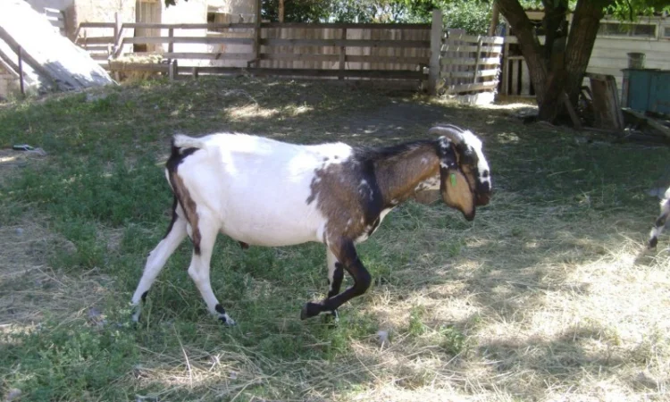 Продам процентный нубийских козликов от высокоудойных коз - фото № 5