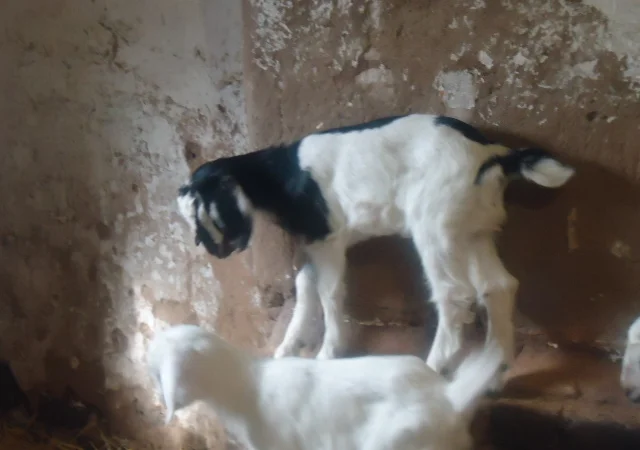 Продам процентный нубийских козочек от высокоудойных коз - фото № 2