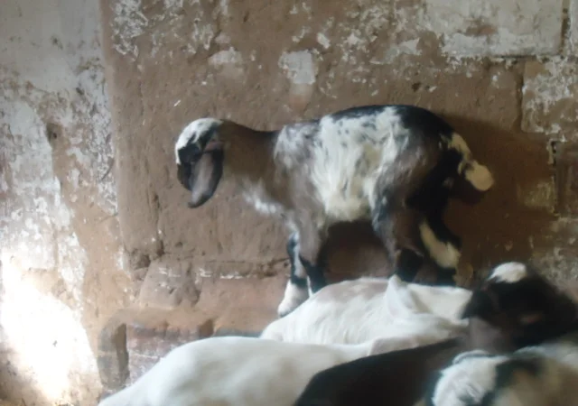 Продам процентный нубийских козочек от высокоудойных коз - фото № 3